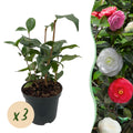 GreenboutiQ - Sträucher - Camelia japonica Tricolour - Blüte Rosa, Weiß und Rot - 3 Pflanzen - 1 m2 - Immergrün - Topf 15cm Höhe 30cm