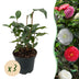 GreenboutiQ Camellia japonica Tricolour, 3er Set, immergrün, Blüte Rosa/Weiß/Rot Bild 1