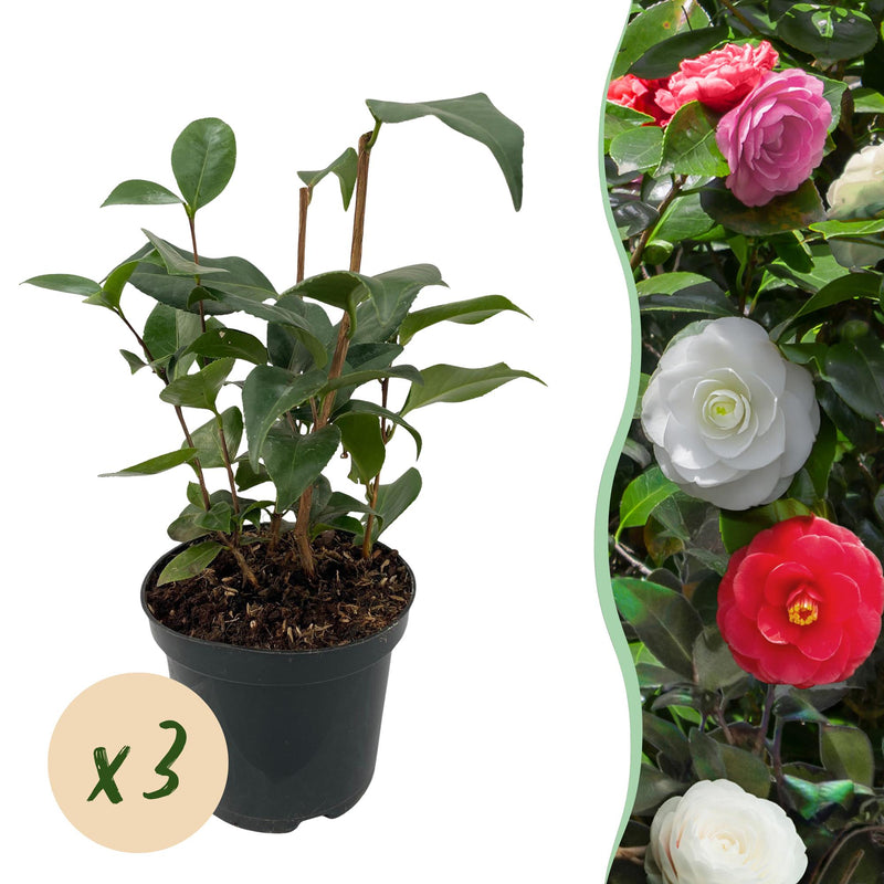 GreenboutiQ Camellia japonica Tricolour, 3er Set, immergrün, Blüte Rosa/Weiß/Rot