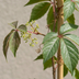 Parthenocissus henryana: Chinesischer Wilder Wein, 35cm, Ø9cm Bild 3