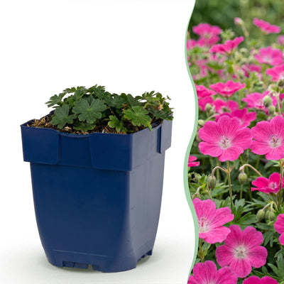Green boutiQ - Perennial - Geranium sang. Max Frei - Cranesbill - Ground Cover - Pink - 12 Plants - Pot 11cm - Height 15-25cm