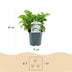 Green boutiQ - Hortensia - Hydrangea macrophylla Blue - Blüten Weiß - 1 Pflanze - Laubabwerfend - Pflegeleicht - Topf 17cm Höhe 30cm Bild 3