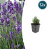 12x Lavendel 'Dwarf Blue' ↕10-25cm Ø9cm Bild 1