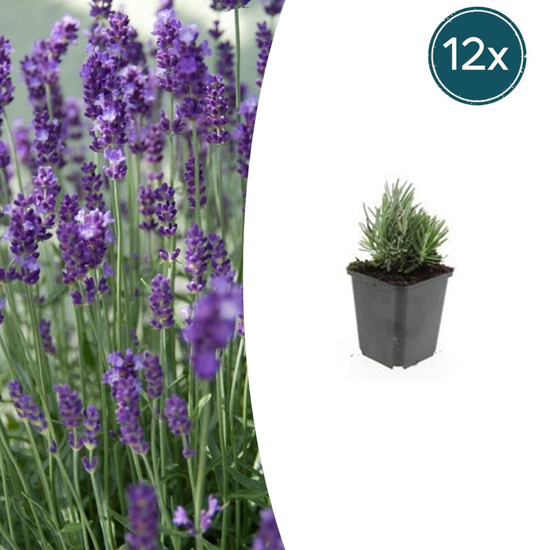 12x Lavendel 'Dwarf Blue' ↕10-25cm Ø9cm