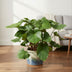 Homalomena Rubescens Maggy: Tropical Beauty, 100 cm, ø24 Pot Bild 3