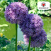 Allium Globemaster - 5 Stück Zwiebeln für prächtige Blüten Bild 4