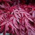 GreenboutiQ Japanischer Ahorn 'Skeeters Broom' Lila, 2 Pflanzen im 19cm Topf Bild 6