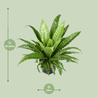 Asplenium Antiquum Osaka (Vogelnestfarn) - Ø23cm - ↕60cm