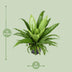 Asplenium Antiquum Osaka (Vogelnestfarn) - Ø23cm - ↕60cm Bild 2