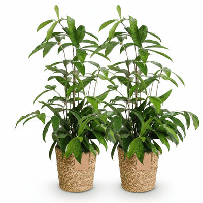 Green boutiQ - Zimmerpflanzen - Dracaena surculosa - Drachenblutbaum - Wenig Pflege - mit Korb - Grün - 2 Pflanzen - Topf 17cm - Höhe 60-70cm