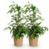 Green boutiQ - Zimmerpflanzen - Dracaena surculosa - Drachenblutbaum - Wenig Pflege - mit Korb - Grün - 2 Pflanzen - Topf 17cm - Höhe 60-70cm Bild 2