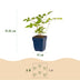 Green boutiQ - Perennial - Astilbe (J) Europa - Plume Spiraea - Shade - Pink - 6 Plants - Pot 11cm - Height 15-25cm Bild 3