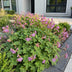 Stauden Storchschnabel 'Czakor' lila-rosa, 6 Pflanzen Bild 6