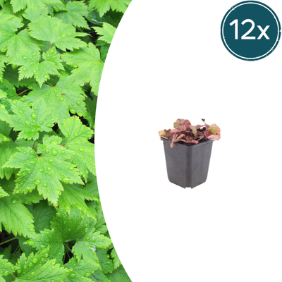 12x Tiarella cordifolia (Herzblatt-Schaumkraut) - 10-25cm
