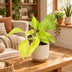 Philodendron Neon - Leuchtend gelbe Tropenpflanze, Ø6cm, ↕15cm Bild 2