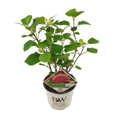 Endlose Hortensie 'Pink Annabelle' - 19cm Topf, 30cm hoch