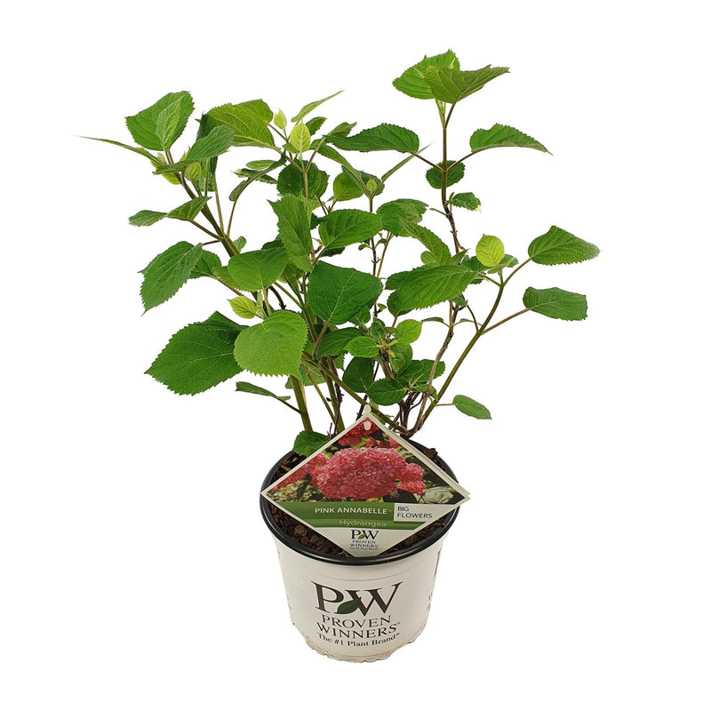 Endlose Hortensie 'Pink Annabelle' - 19cm Topf, 30cm hoch