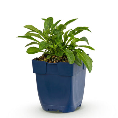 Green boutiQ - Perennial - Campanula persicifolia - Peach-leaved Bellflower - Attracts bees and butterflies - Blue - 1 plant - Pot 11cm - Height 15-25cm