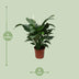 Spathiphyllum Sweet Silvana Peace Lily, Ø24cm, ↕80cm Bild 2