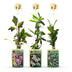 6x Lonicera Tricolour Kletterpflanze, Ø9cm, ↕35cm, Hellrosa/Weiss/Lila Bild 2