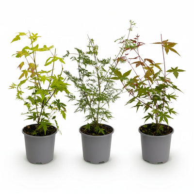 GreenboutiQ: 3x Zwerg-Ahorn 'Tricolour' im 12cm Topf, Höhe 35cm