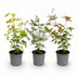 GreenboutiQ: 3x Zwerg-Ahorn 'Tricolour' im 12cm Topf, Höhe 35cm Bild 2