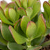 2x Crassula Ovata - Geldbaum - Grün - Sukkulente/Kaktus - Ø12cm - ↕16cm Bild 4