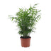 Chamaedorea elegans Zwergbergpalme Ø17cm H50cm - Pflegeleicht Bild 1