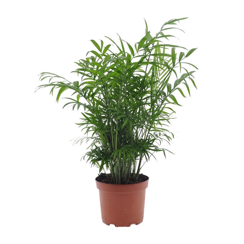 Chamaedorea elegans Zwergbergpalme Ø17cm H50cm - Pflegeleicht