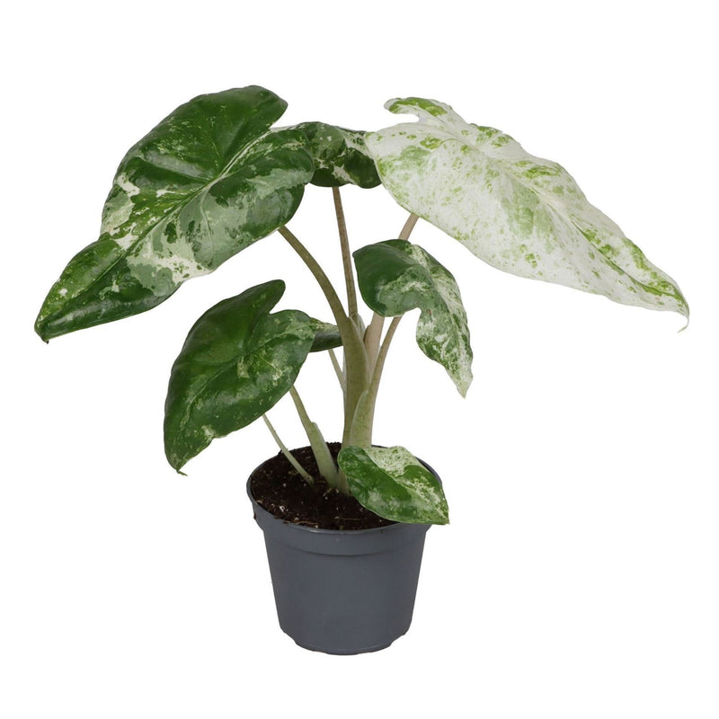 Alocasia Odora Variegata – Bunte Alocasia (Ø6cm Topf)