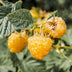 Himbeerpflanze Fallgold - Gelbe Bio-Himbeere - 2 Pflanzen Bild 5