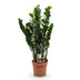 ZZ-Pflanze Zamioculcas - pflegeleicht, Topf 21cm, 80-90cm Bild 2