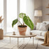 Philodendron Selloum Atom im 12cm Topf, ca. 25cm hoch Bild 3