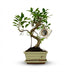 Bonsai S-Form Baum im Keramiktopf, 15 cm, 30-35 cm hoch Bild 1