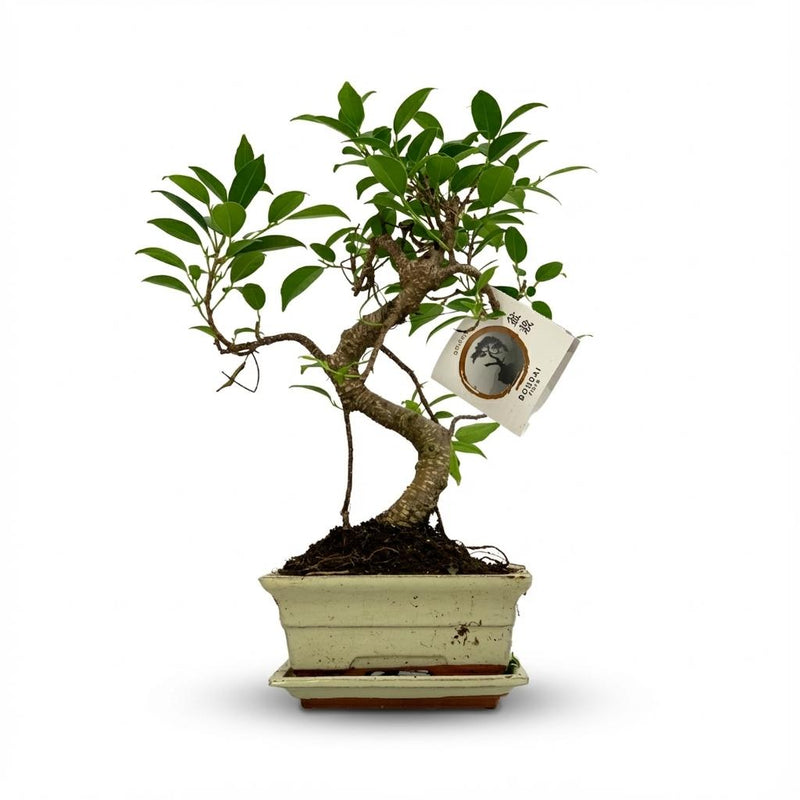 Bonsai S-Form Baum im Keramiktopf, 15 cm, 30-35 cm hoch