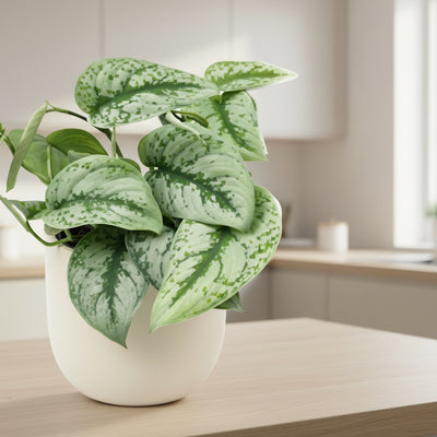 Scindapsus Pictus Trebie 15cm Topf - Pflegeleichte Hängepflanze