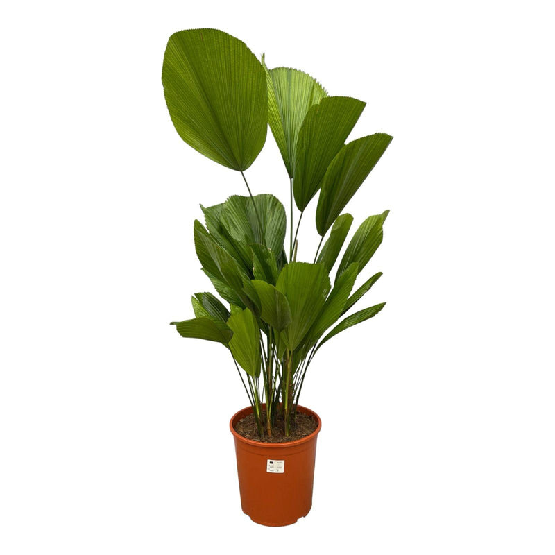 Licuala Grandis - Fan Palm, 100 cm, Ø19