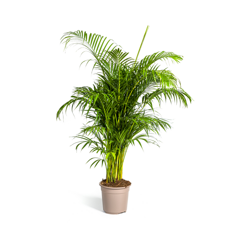 Areca Palm Dypsis Areca Lutescens Ø27cm, 150-170cm – Tropical Beauty