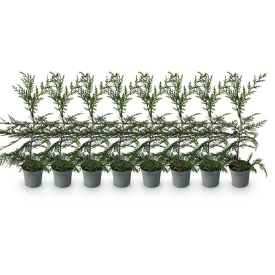 GreenboutiQ Leylandii Heckenpflanzen: 8 Stück für 1m Hecke