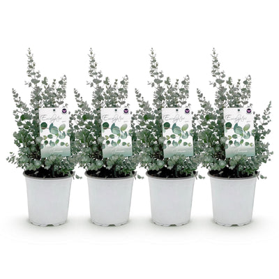 GreenboutiQ Eukalyptusbaum (Eucalyptus gunni) Grau, 4 Pflanzen, Topf 17cm