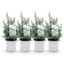 GreenboutiQ Eukalyptusbaum (Eucalyptus gunni) Grau, 4 Pflanzen, Topf 17cm Bild 2