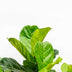 Ficus Lyrata XXL Geigenfeige, 200 cm, verzweigt, Ø45-50cm Bild 3