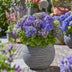 Hydrangea Endless Summer Summer Love Purple - 2 lila Hortensien im Topf 14 cm Bild 5