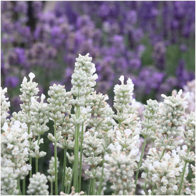 4 x 6-pack Lavender angustifolia white - 24 x Ø7 cm - ↕15 cm