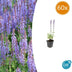 60x Salvia nem. 'Caradonna' - 10-25cm - Topf Ø9cm Bild 1
