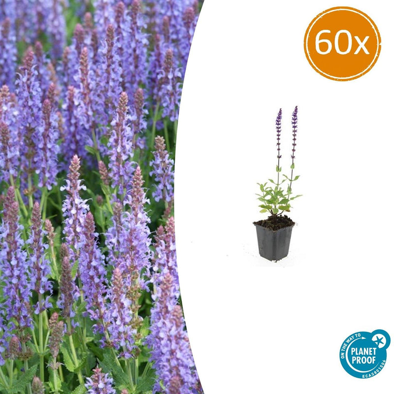 60x Salvia nem. 'Caradonna' - 10-25cm - Topf Ø9cm