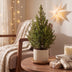 4x Picea glauca Conica - Zuckerhutfichte - Grün - Weihnachtsbaum - Ø17cm - ↕65cm Bild 3
