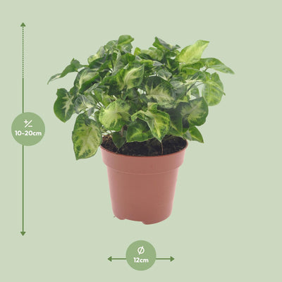 Syngonium Pixie - Pfeilblatt Pflanze, Ø12cm Topf, ca. 20cm hoch