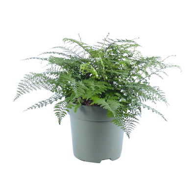 Asplenium Parvati Farn - Ø27cm, ↕50cm - Tropische Eleganz für Ihr Zuhause
