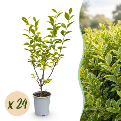 Green boutiQ - 24x Ligustrum ovalifolium Aureum - Buntblättriger Liguster - Heckenpflanzen - Immergrün - Bunt - Topf 9cm - Höhe 35-45cm